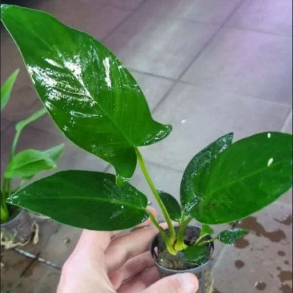 Anubias w koszyczku – roślina akwariowa łatwa w uprawie