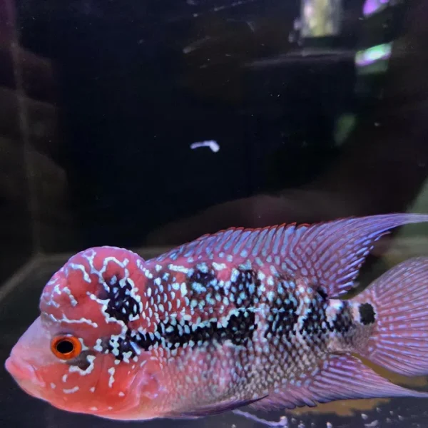 Pielęgnica Flower Horn