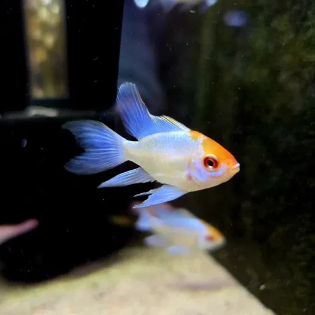 Ramireza Electric blue Gold head