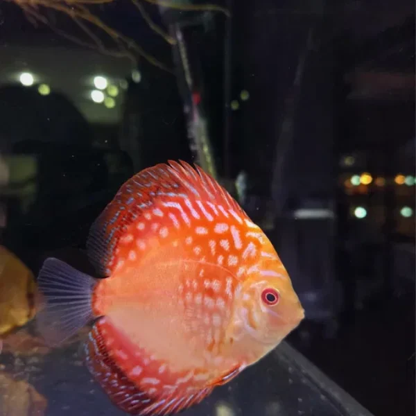 Paletka dyskowiec Red Map