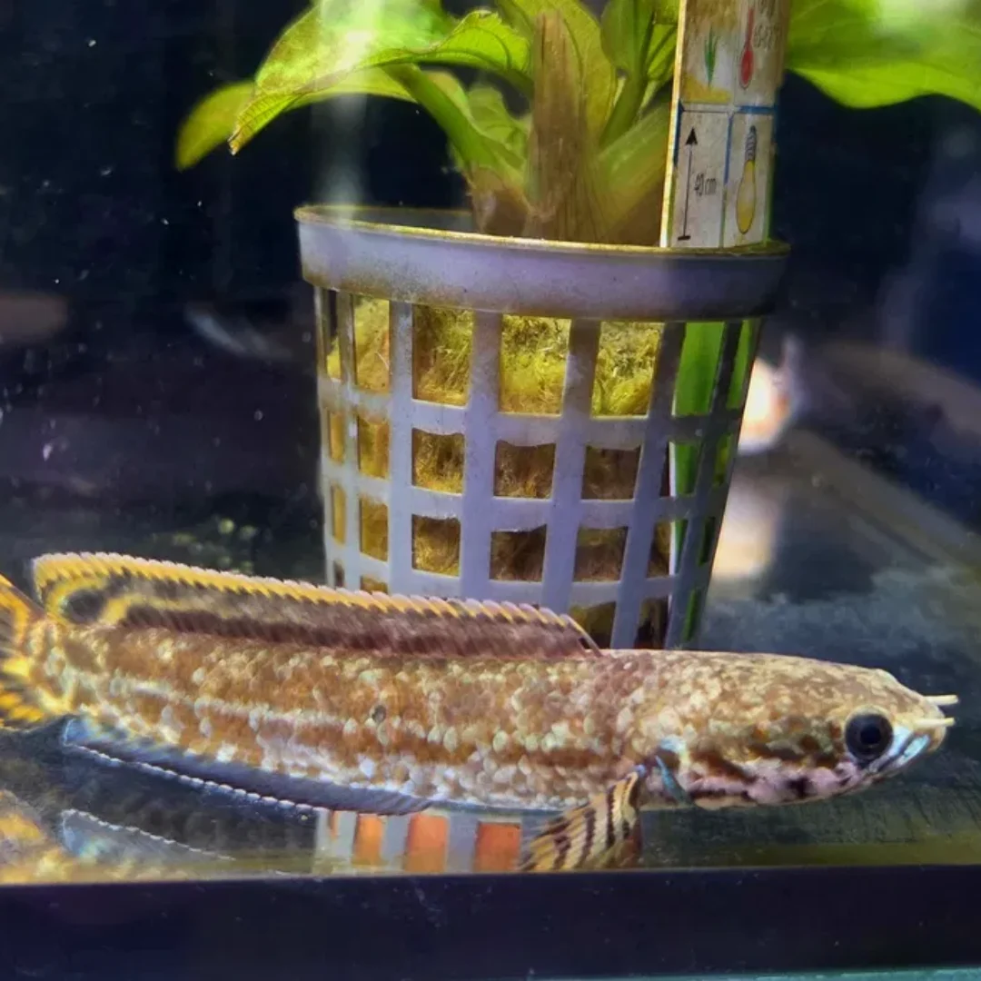 Channa bleheri (wężogłów)