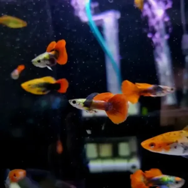 Gupik red tail dumbo samce