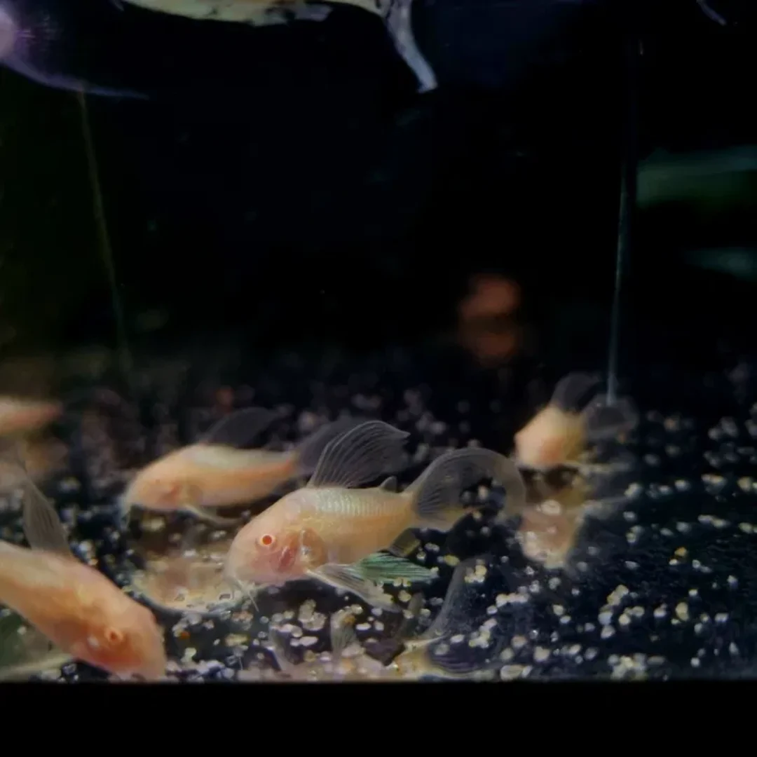 Kirysek spiżowy albino weloniasty