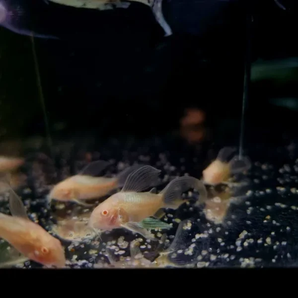 Kirysek spiżowy albino