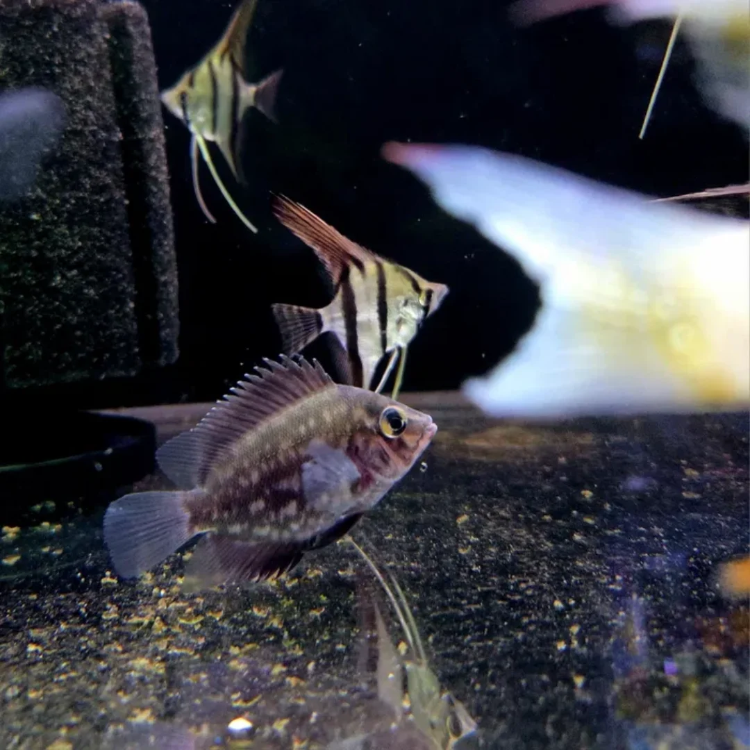 Pielęgnica uaru (Uaru amphiacanthoides)