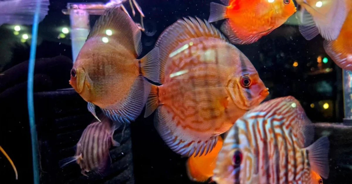 · Integracja z Google Analytics.