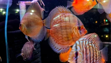 · Integracja z Google Analytics.