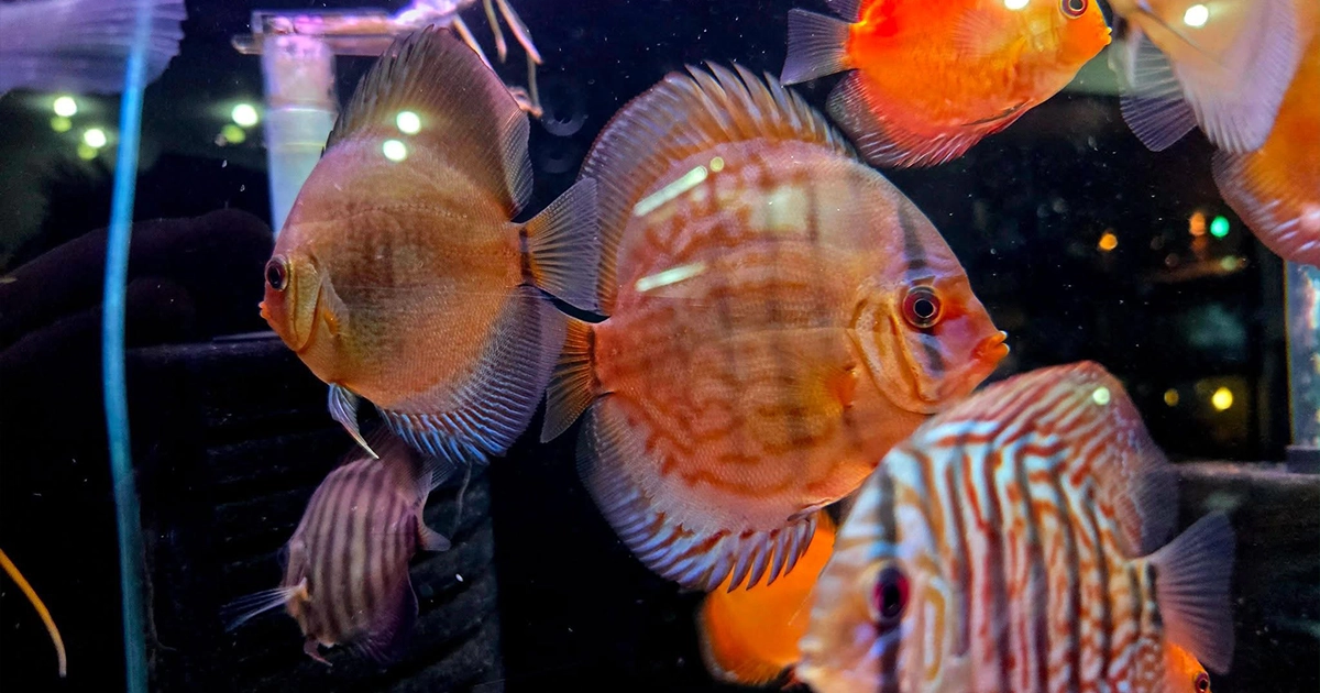 · Integracja z Google Analytics.