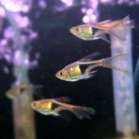 Razbora klinowa weloniasta ( Trigonostigma heteromorpha var. longfin)