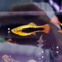 Zmienniak wielobarwny odmiana "Hawaii" (Xiphophorus variatus)