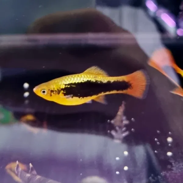 Zmienniak wielobarwny odmiana "Hawaii" (Xiphophorus variatus)