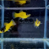 Platka zmienniak plamisty (Xiphophorus maculatus) Bumblebee