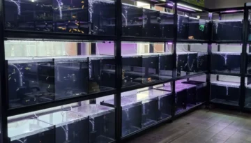 Jakie ryby do akwarium 25l 60l 100l 200l – ile ryb można trzymać