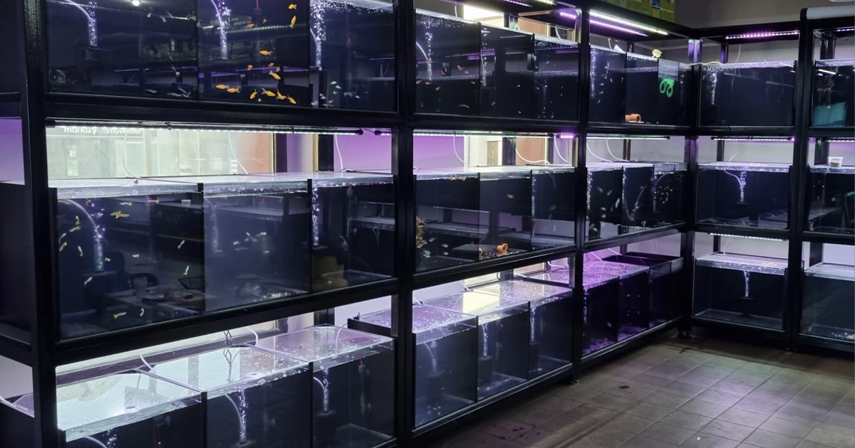 Jakie ryby do akwarium 25l 60l 100l 200l – ile ryb można trzymać