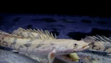 Polypterus Endlicheri wielopłetwiec wymagania i hodowla