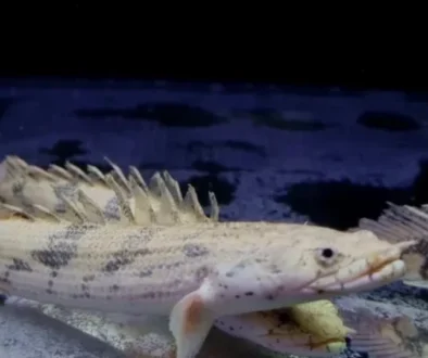 Polypterus Endlicheri wielopłetwiec wymagania i hodowla