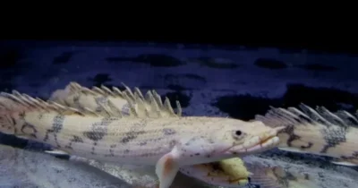 Polypterus Endlicheri wielopłetwiec wymagania i hodowla