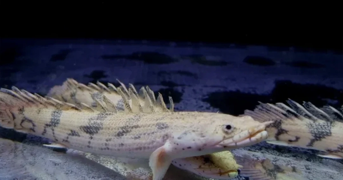 Polypterus Endlicheri wielopłetwiec wymagania i hodowla