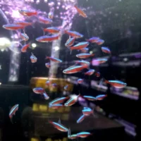 Neon czerwony (Paracheirodon axelrodi)