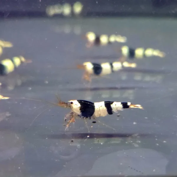 Krewetka Caridina Crystal black