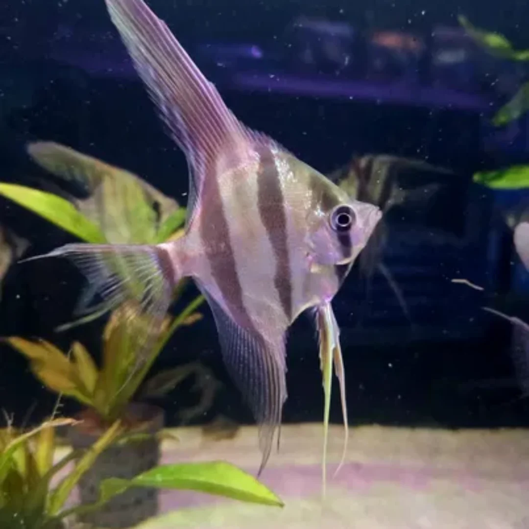 Altum Orinoco F1 (Pterophyllum altum)