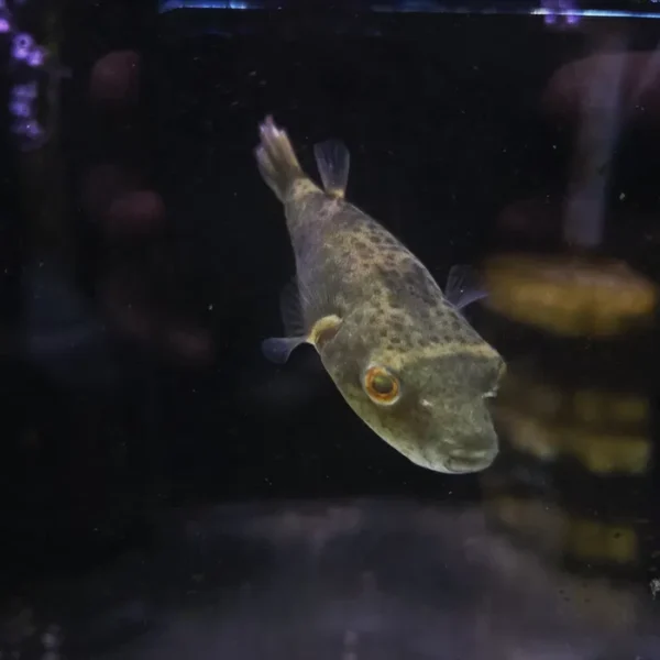 Tetraodon abei (Leiurus)