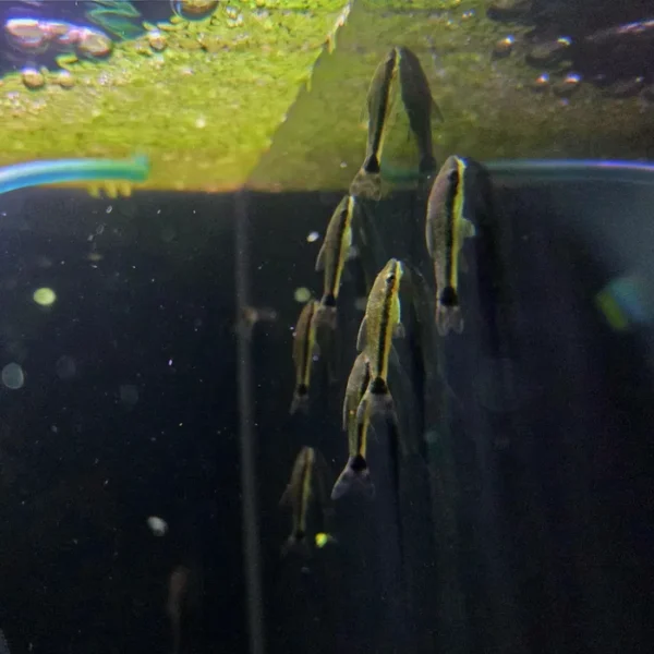 Otosek przyujściowy (Otocinclus affinis)