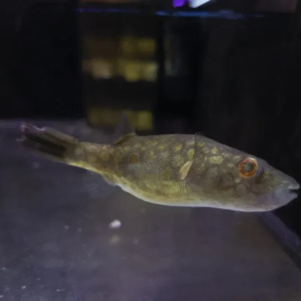 Tetraodon abei (Leiurus)