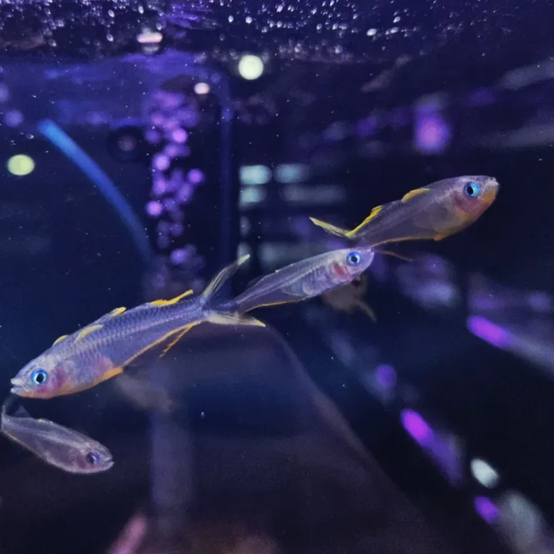 Modrook słoneczny (Pseudomugil furcatus)