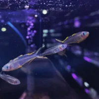 Modrook słoneczny (Pseudomugil furcatus)