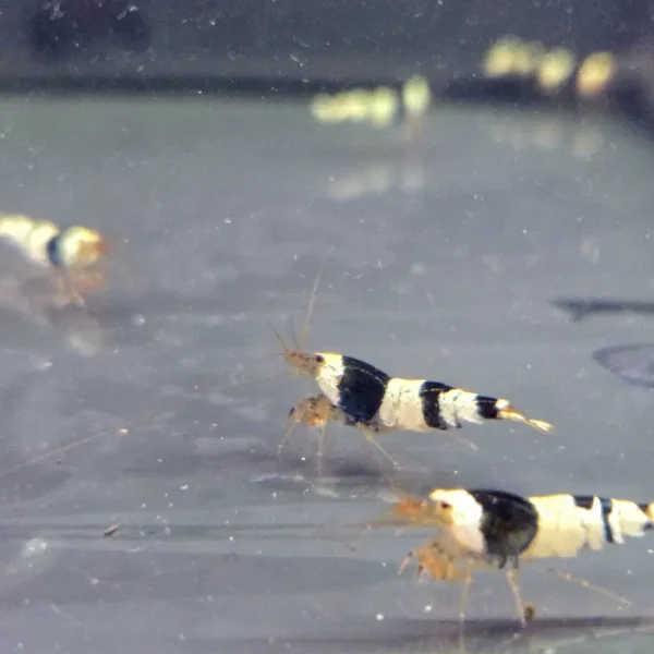 Krewetka Caridina Crystal black