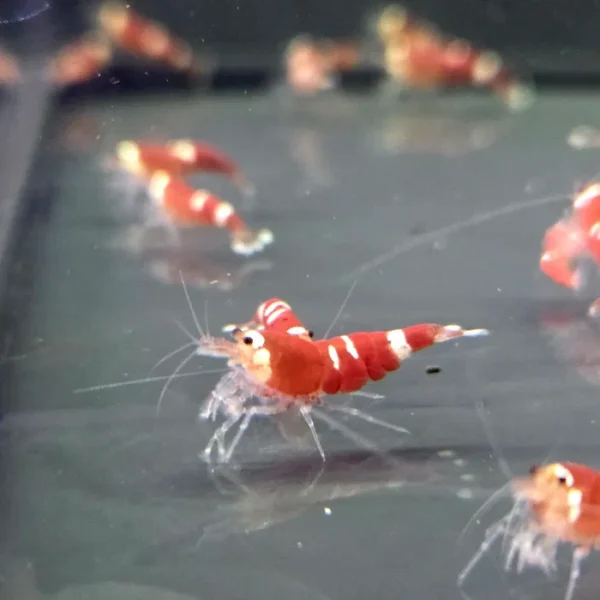 Krewetka Caridina Super Crystal Red