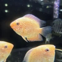 Pielęgnica Severum Red Spotted