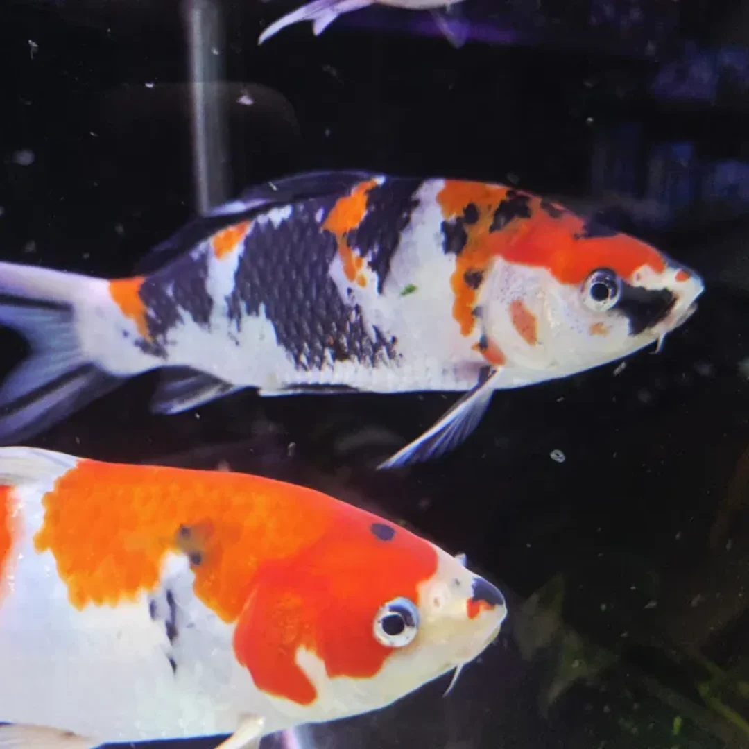 Karpie koi Showa i sanke 20-25cm