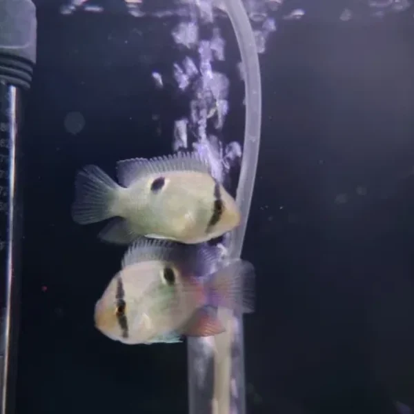 Akara z Maroni (Cleithracara maronii)