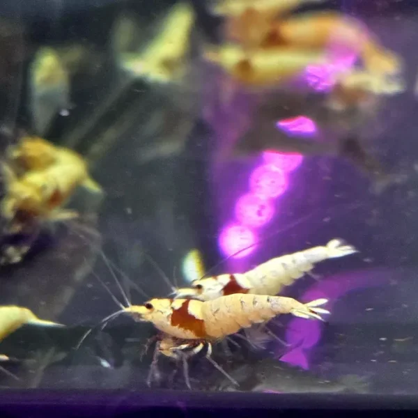 Krewetka caridina Pure red line (PRL)