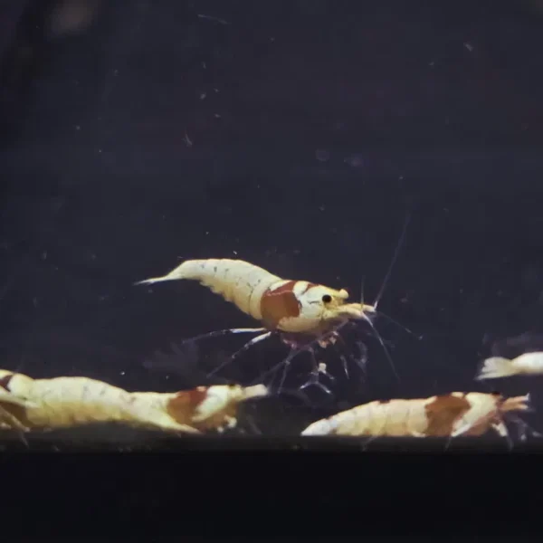 Krewetka caridina Pure red line (PRL)