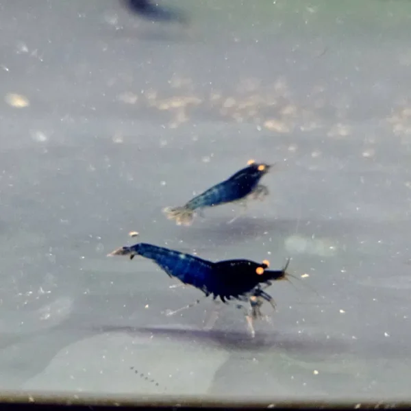 Krewetka caridina Blue devil orange eye
