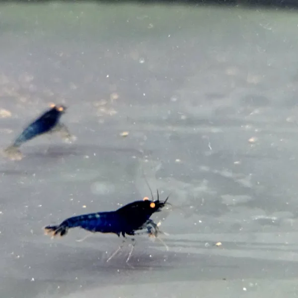 Krewetka caridina Blue devil orange eye