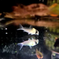 Kirysek adolfi (Corydoras adolfoi)