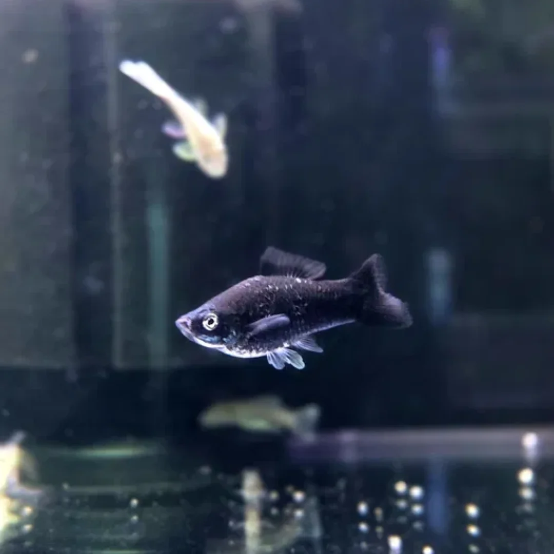 Mieczyk czarny (mieczyki Hellera)