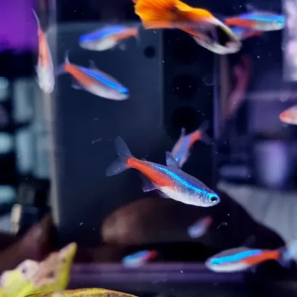 Neon Innesa (Paracheirodon innesi)
