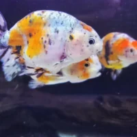 Welon Calico Ranchu