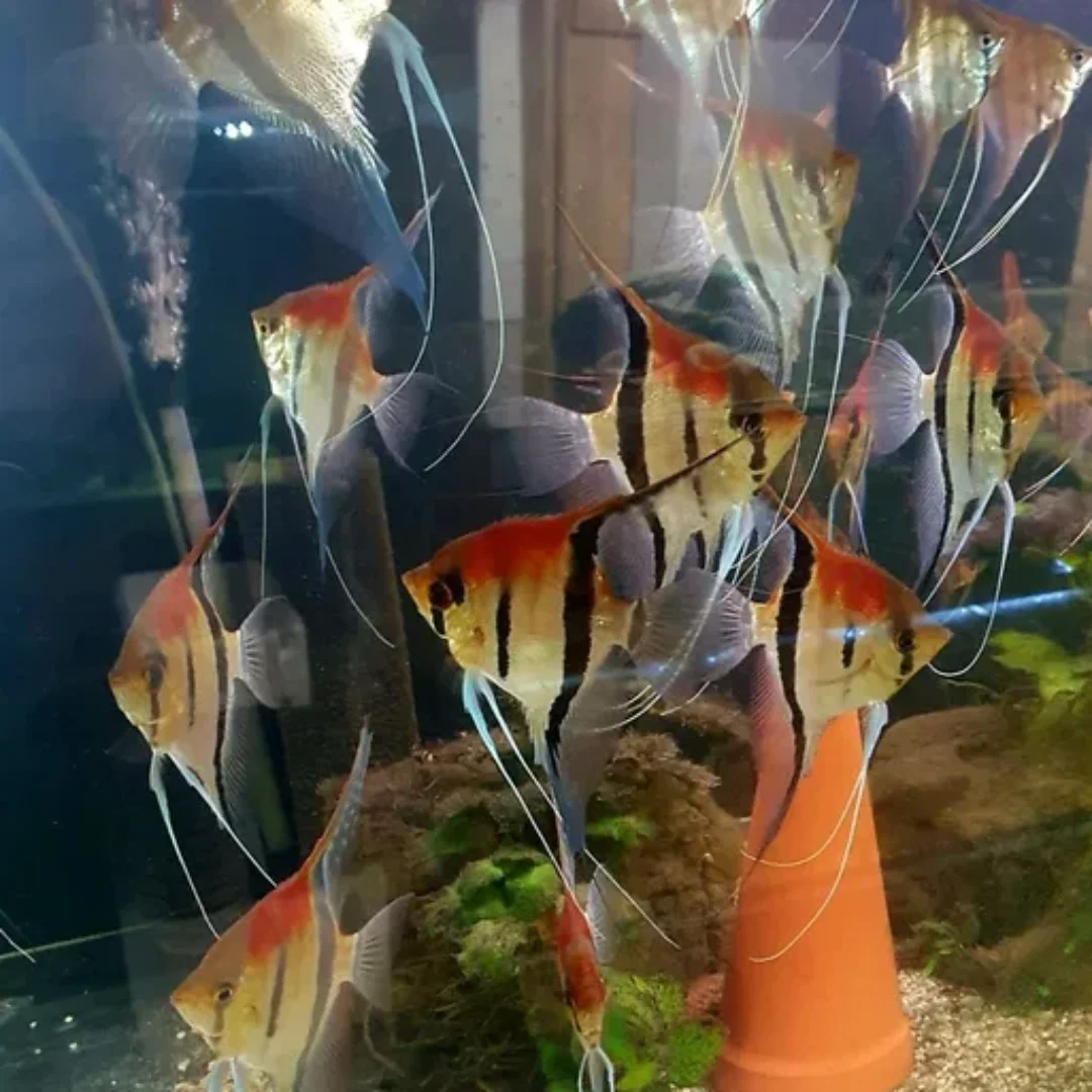Skalar Manacapuru Red Back