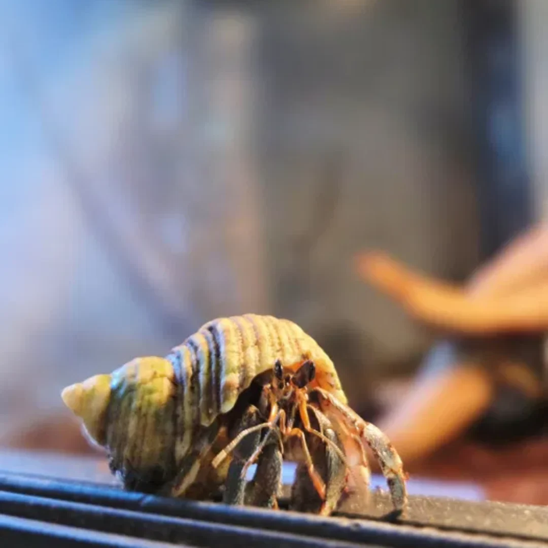 Krab pustelnik coenobita rugosus