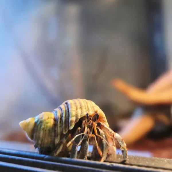 Krab pustelnik coenobita rugosus
