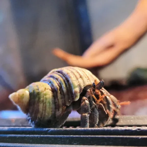 Krab pustelnik coenobita rugosus