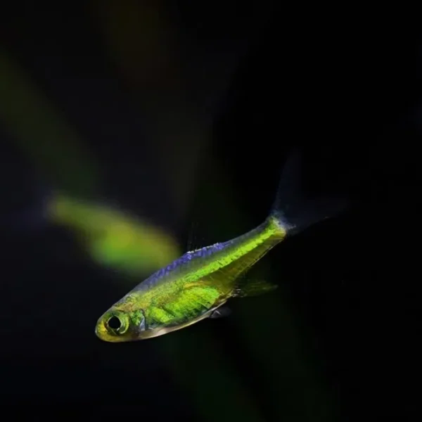 Razbora kubotai/ microdevario kubotai