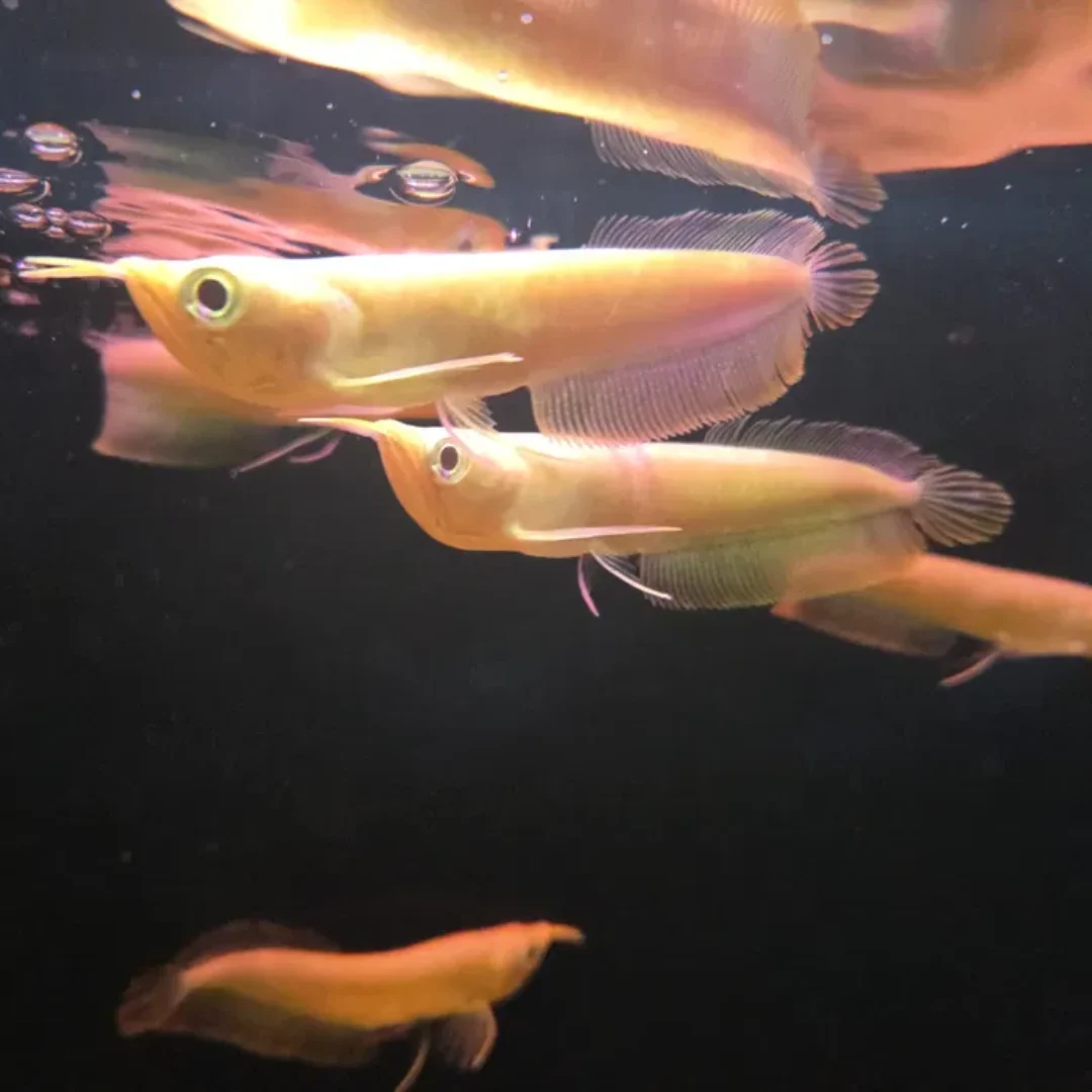 Arowana srebrna albino 10cm